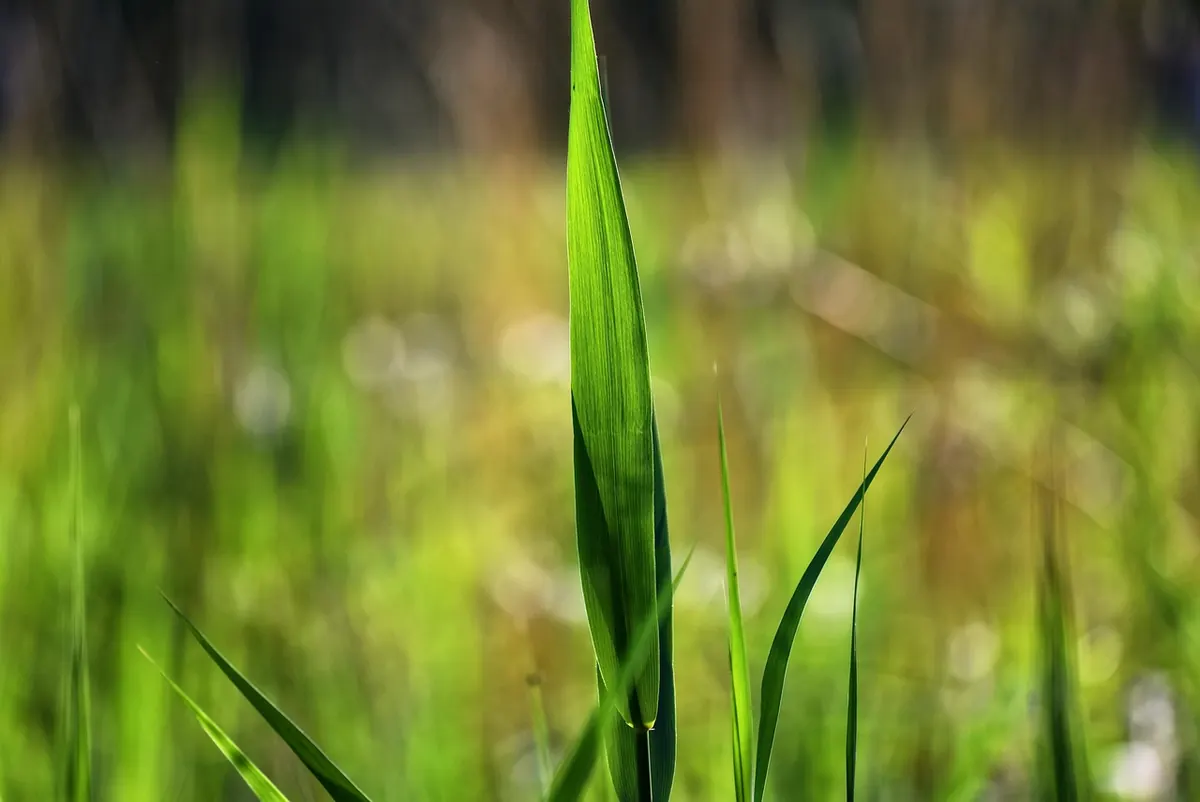 A Beginner's Guide to Identifying Common UK Marsh Plants