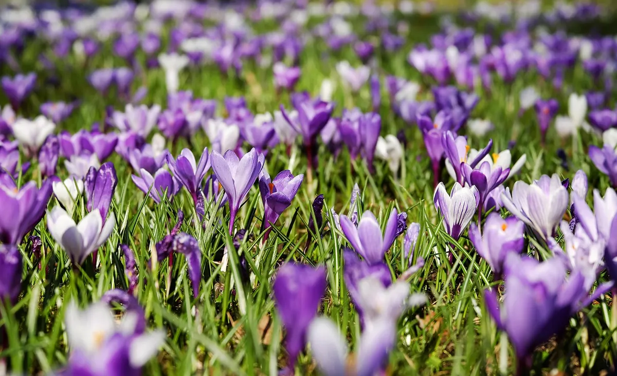 A Spring Walk Through a UK Fen: What to See and How to Read the Landscape