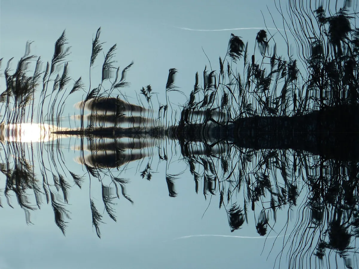 How to Build a Wildlife Pond That Mimics a Natural Marsh
