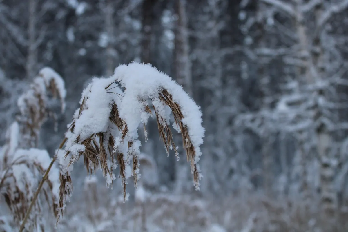 Reedbeds vs. Sedge Beds: How to Tell These Two Wetland Habitats Apart